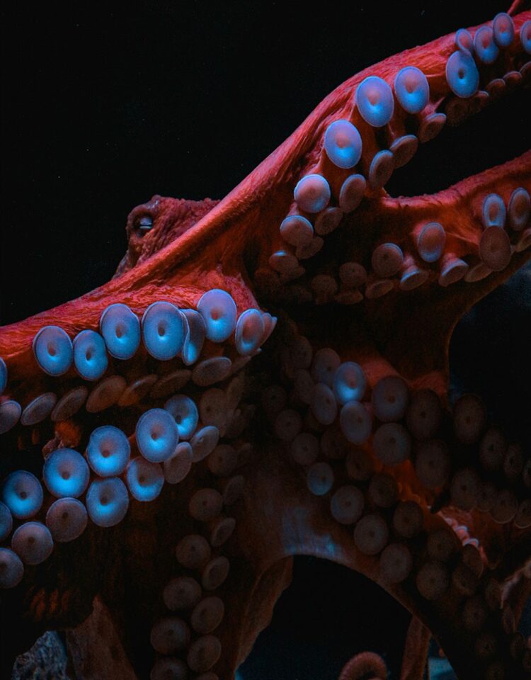 36-750x960.jpg